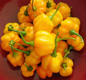 SCOTCH BONNET PEPPERS (6 COUNT)