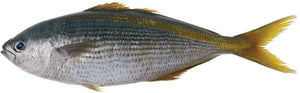 BUTTER FISH FILLET (PER LBS)